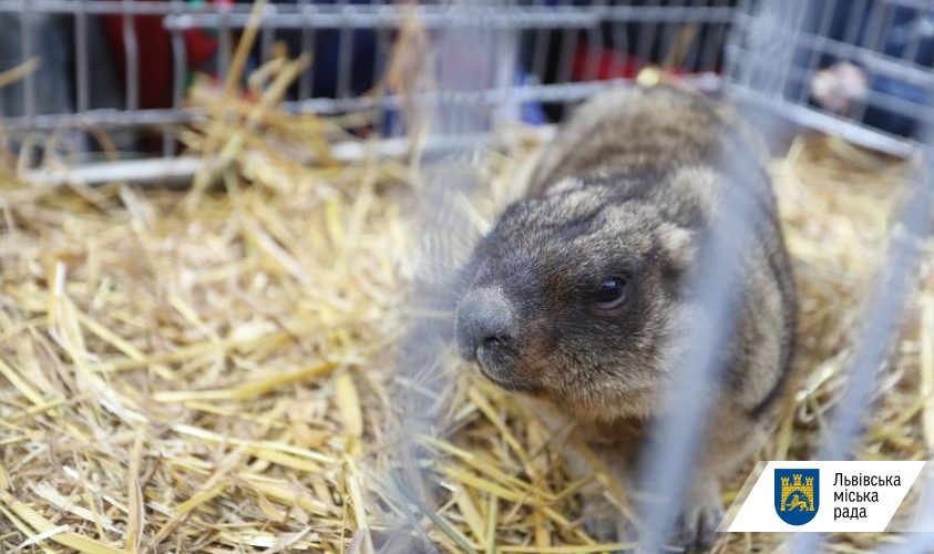 Великі сніги та морози завадили бабакам спрогнозувати прихід весни.