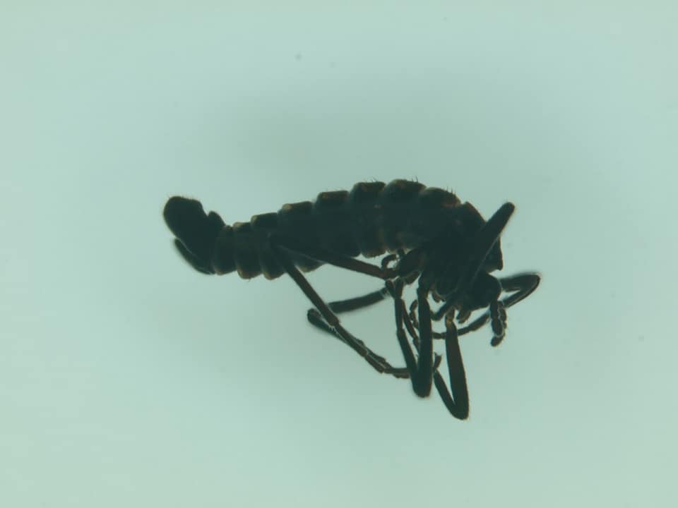 Дорослих Belgica antarctica можна побачити протягом антарктичного літа.