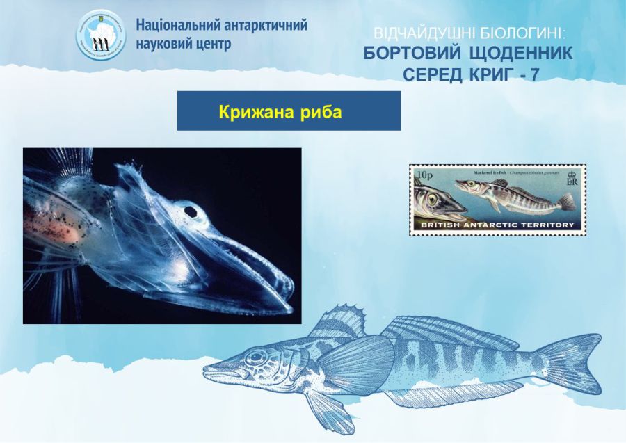 Риба живе без гемоглобіну.