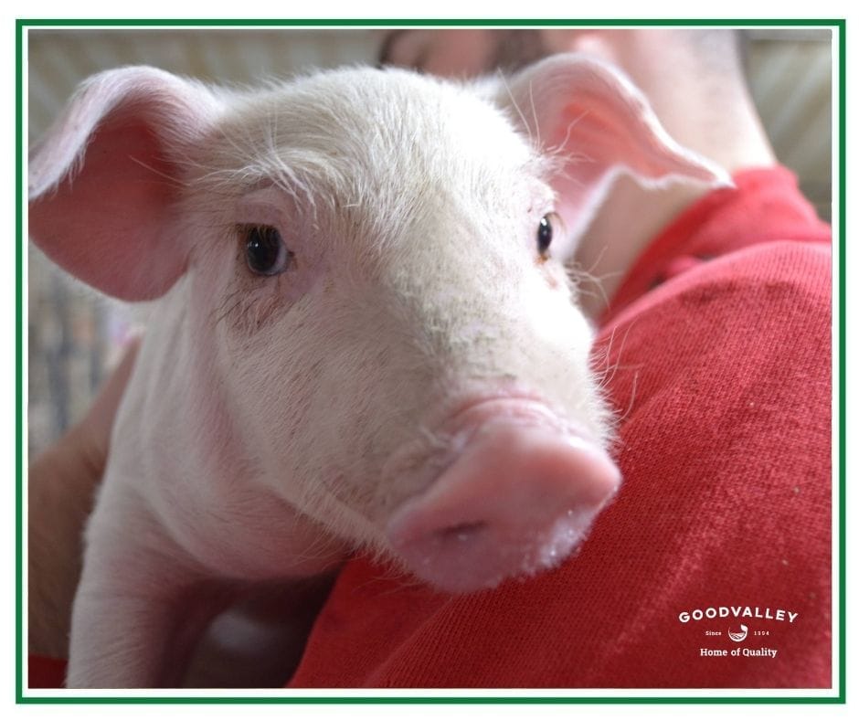 У результаті аудиту GlobalG.A.P. сертифікат отримали всі ферми підприємства і відділ рослинництва