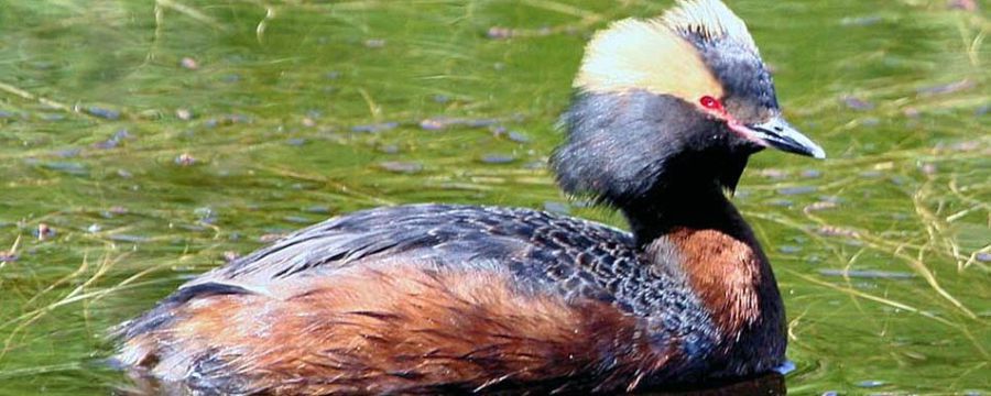 Ілюстрація. Цей вид птаха на Прикарпатті зафіксували вперше.