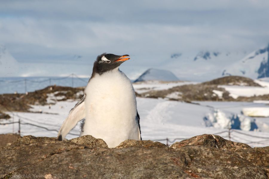 
Дорослі пінгвіни також активно змінюють пір’я щорічно в цей час.