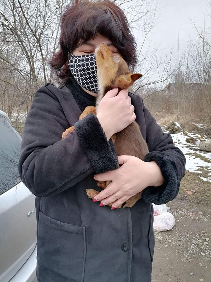 Нові домівки отримали не тільки собаки, але й коти