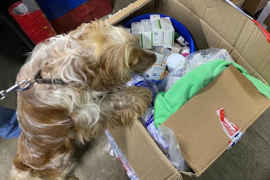 Раніше він знаходив таблетки із забороненими препаратами та картриджі з канабісом.