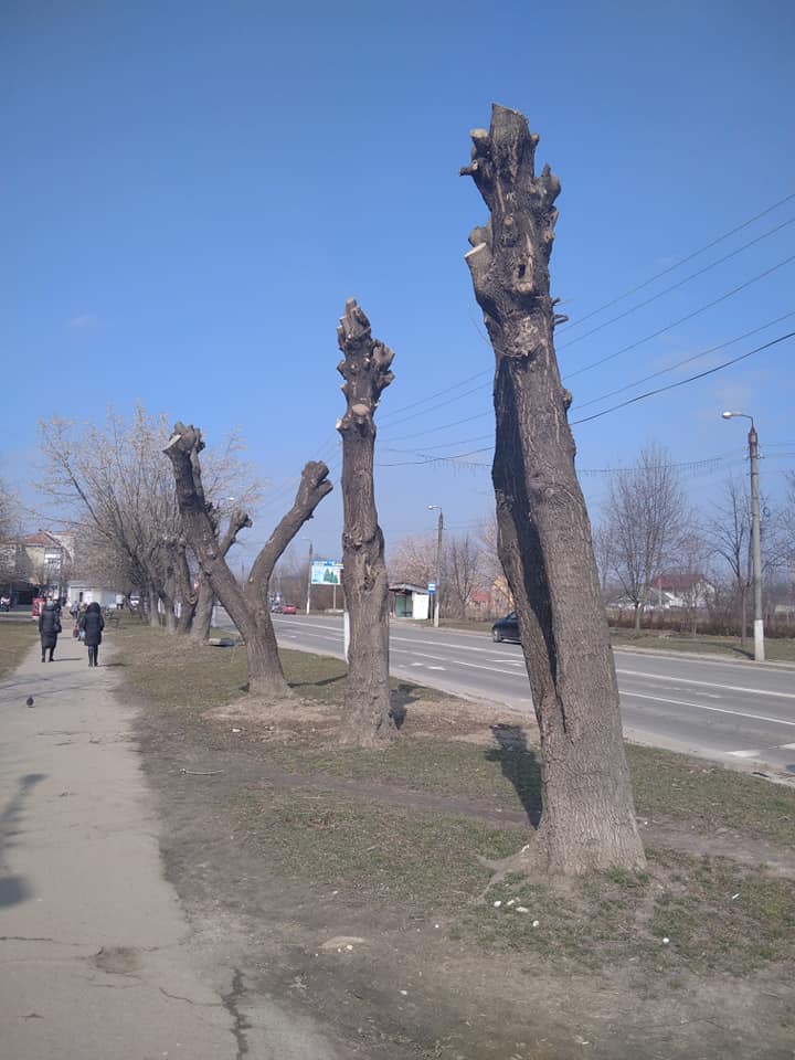 Комунальники запевняють: через два-три роки обрізані дерева відновляться. Фото: Василь Фіцак