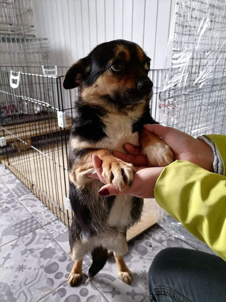 Собака з притулку стане для вас вірним другом.