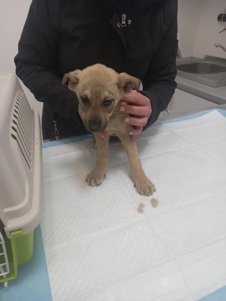 Собаку Лізу вилікували від важкої хвороби.