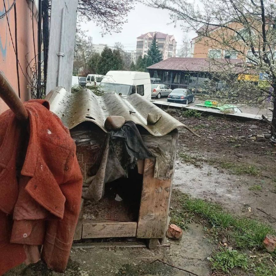 Думка калушан щодо безпритульних тварин у дворах міста розділилася