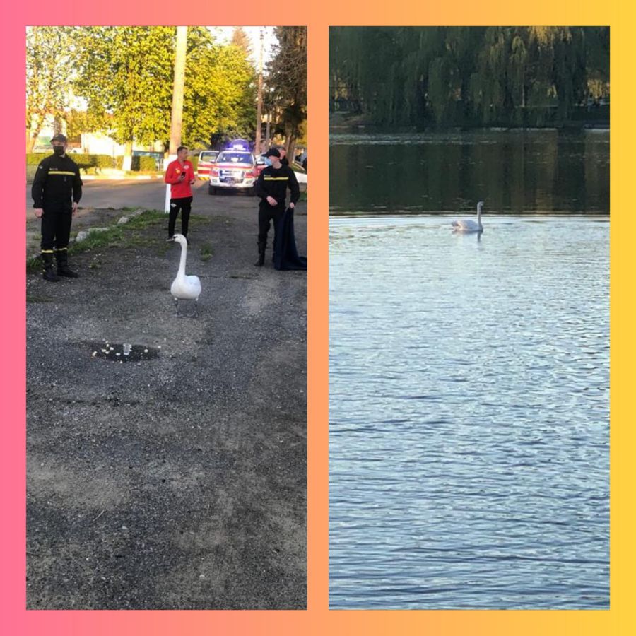 Рятувальники обережна спіймали лебедя.