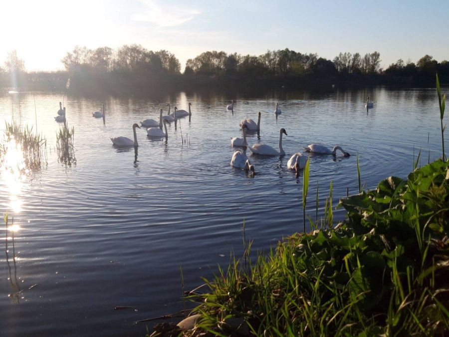 У буферних ставках нафтохімічного підприємства живуть лебеді