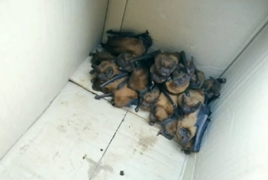 Після зважування тварин відпустили на волю.