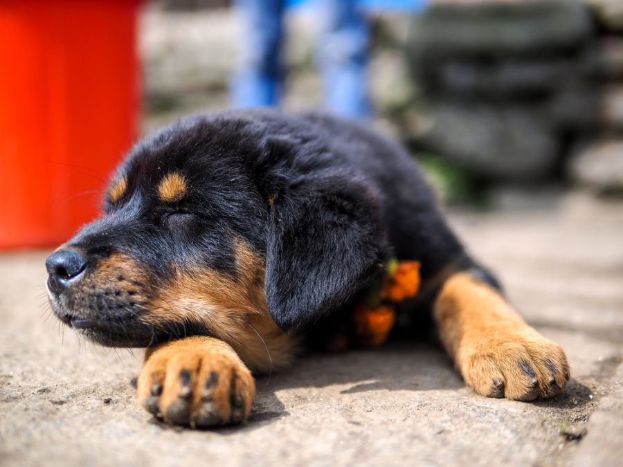 Ілюстрація. Почати староста пропонує кожному з себе і своїх собак: купити ланц і нашийник та майструвати буду або вольєр