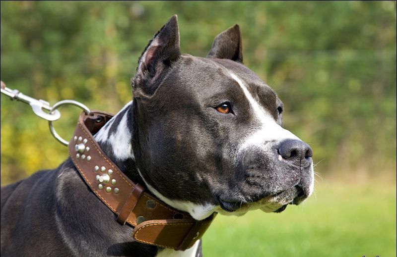 Ілюстроване фото. Калушани нарікають на вигул собак на шкільних стадіонах, причому — без намордників