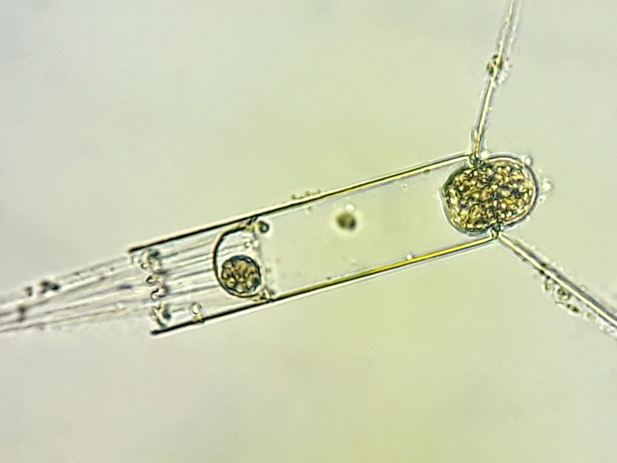 На кількість фітопланктону впливають кліматичні умови.