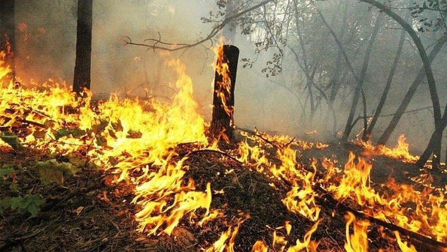 Ілюстроване фото. При сильних поривах вітру не розпалюйте вогнище, просять рятувальники