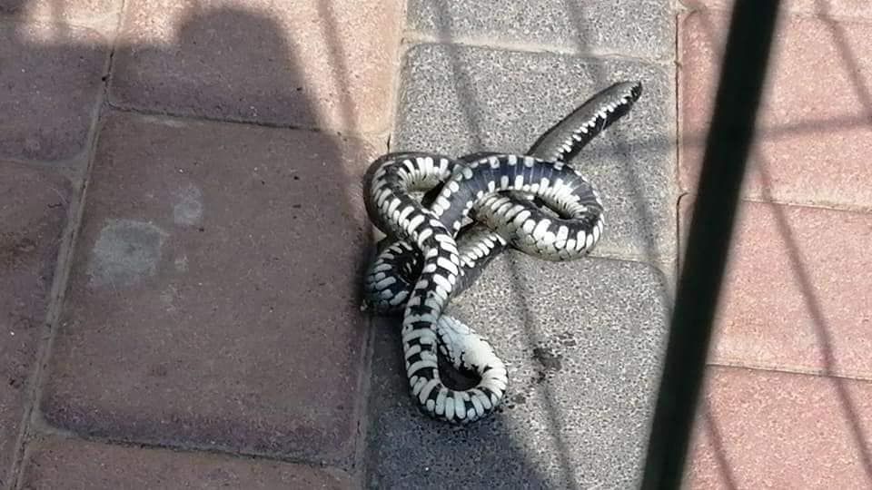 Користувачі пишуть, що це, скоріше за все, полоз, неотруйний. Фото: Калуський формат