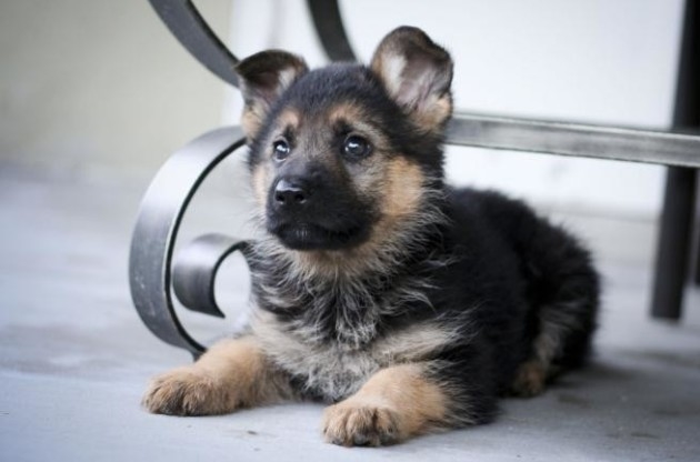 Ілюстрація. "Дім Сірка" потерпає через величезні борги за лікування собак