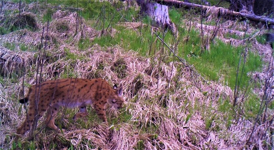 Карпатська рись занесена до Червоної книги України