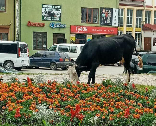 Власники тварин поки невідомі.