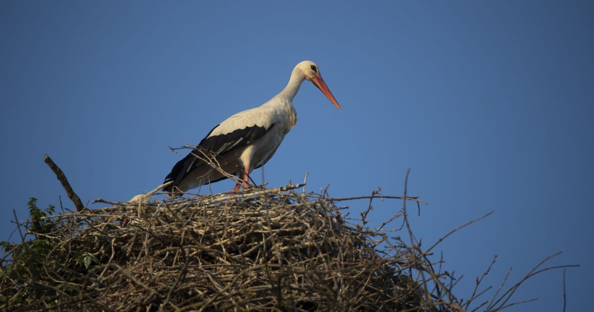 Ілюстрація. Лелека проходить реабілітацію.
