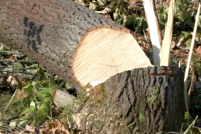 Порив вітру спричинив падіння дерев.