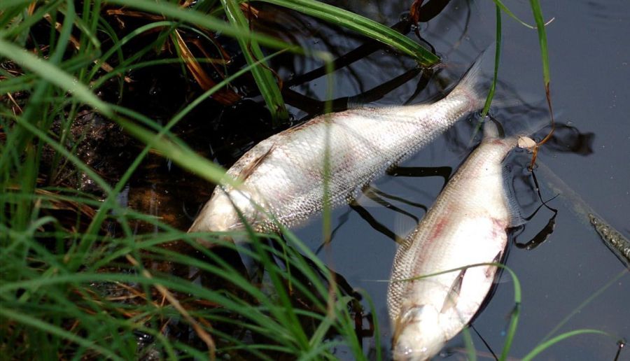 Ілюстроване фото. У річці Сівці була виявлена невідома речовина іржавого кольору на площі 3 кв. метрів