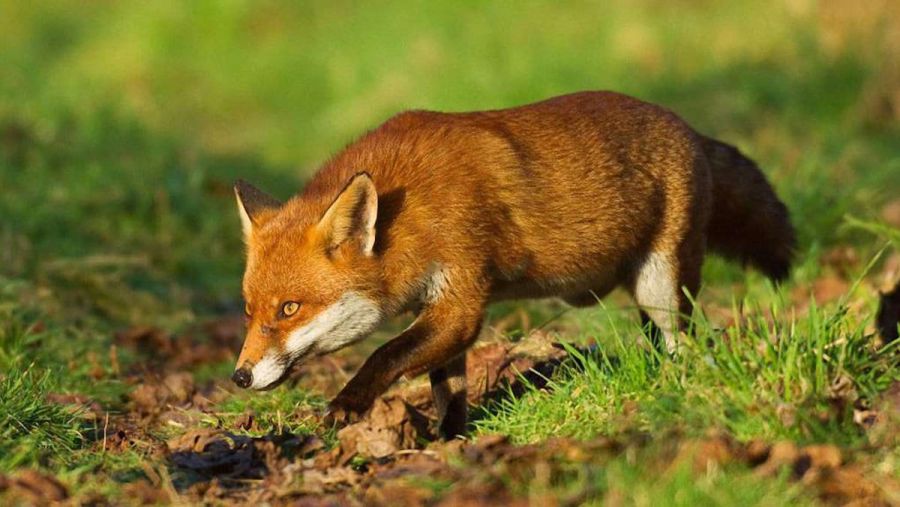 Ілюстрація. На території області буду розміщенні приманки з вакциною.