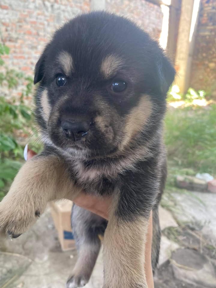 Собака може стати для вас хорошим другом