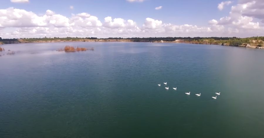 Лебеді облюбувати екологічно небезпечний об'єкт. Фото: Скрін з відео