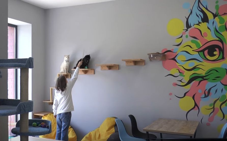 Відвідувачам не можна смикати котів за хвіст, фотографувати зі спалахом та годувати зі своєї тарілки