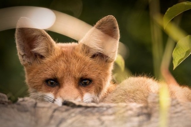 Червона лисиця є основним резервуаром вірусу сказу в навколишньому середовищі