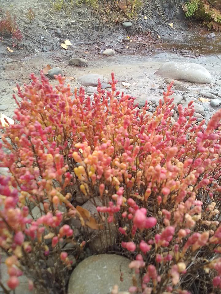 За консистенцією і смаком солонець європейський нагадує молоді пагони спаржі або шпинату