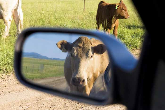 Ілюстроване фото. Власник збитої корови має сплатити 850 гривень штрафу