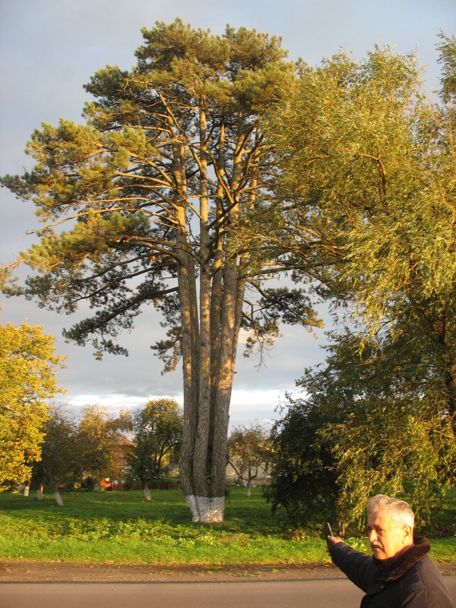 Гарна історія пасує красивому дереву