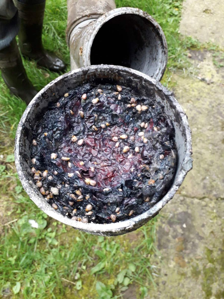 Час збирати виноград і час спускати віджимки в каналізацію — вважають деякі мешканці багатоповерхівок