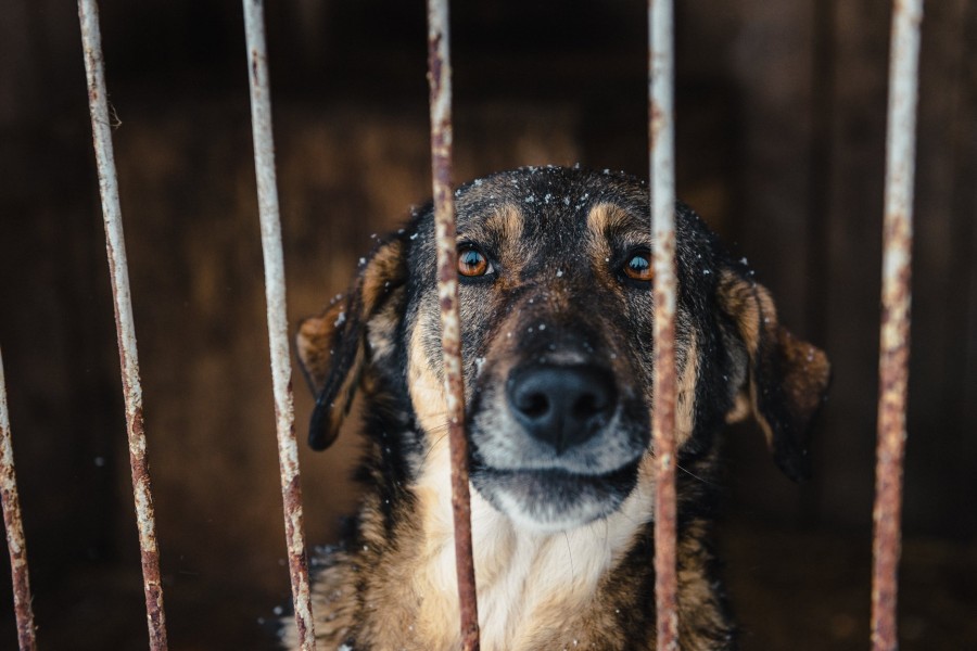 Калуський притулок, як і два роки тому, переповнений тваринами. Фото: Олександр Галькевич