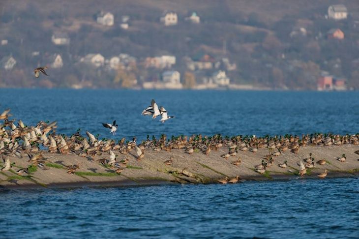 Ілюстроване фото. Атракцію організували на Бурштинському морі.
