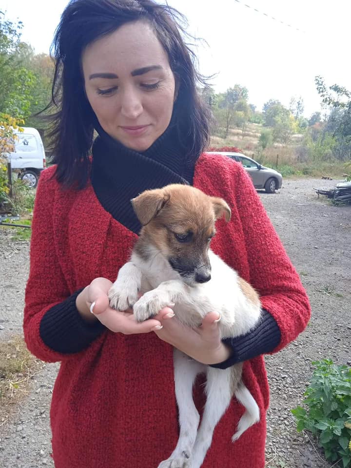 У притулку є ще багато хороших тварин.