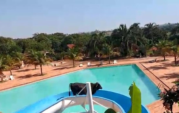 Бика якраз везли на забій.