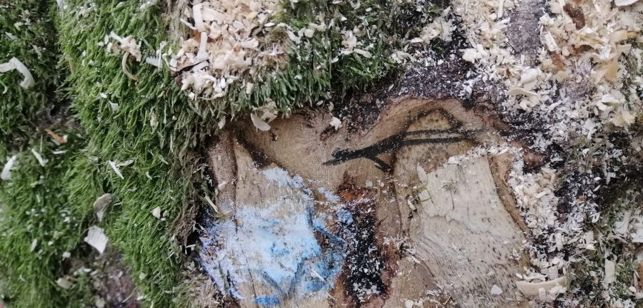 Візуально, за словами Лесі Кирилович, зрубані дерева виглядали здоровими