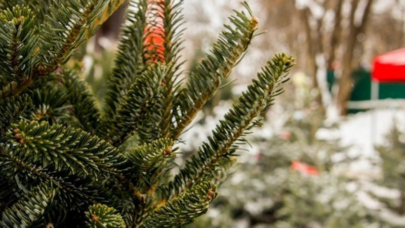 Ілюстроване фото. В кожному лісгоспі буде зрубано майже по 3000 ялинок.