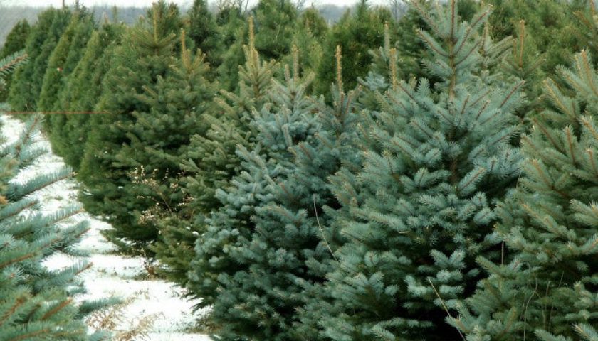 У Вигодському лісгоспі зрубають 600 ялинок, у Калуському – 300