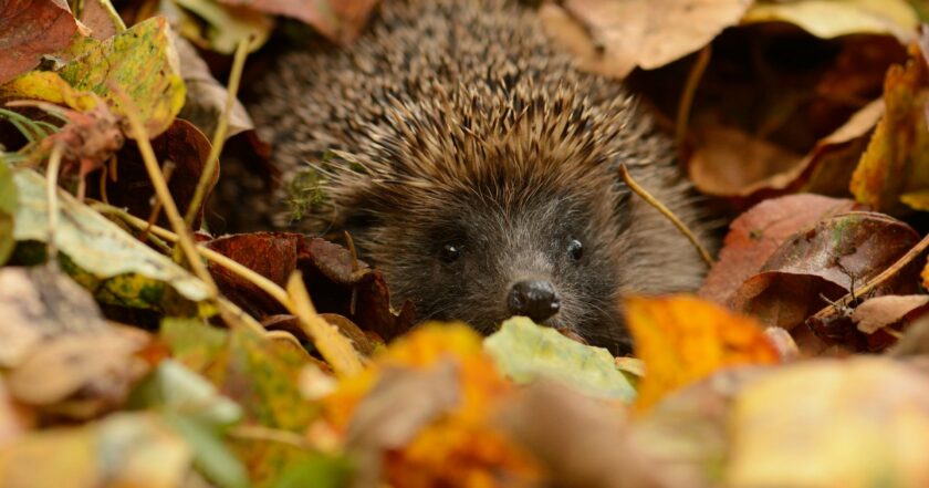 Ілюстроване фото. У місті також перестали прибирати скошену траву.