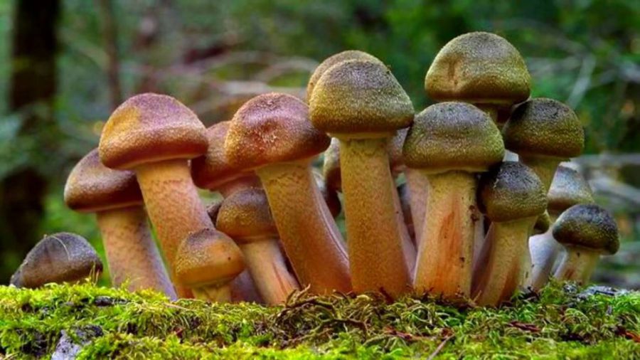 Більшість цьогорічних отруєнь викликані вживанням саме пластинчастих грибів, таких, як сироїжки та опеньки