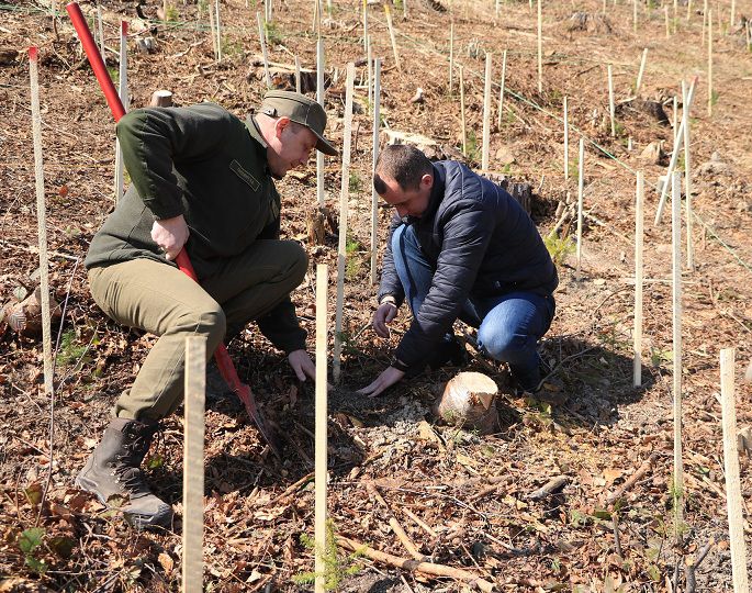 Ілюстроване фото. На весні планують висадити понад два мільйони дерев.