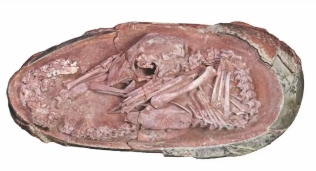 Знахідка знаходиться в Китаї.