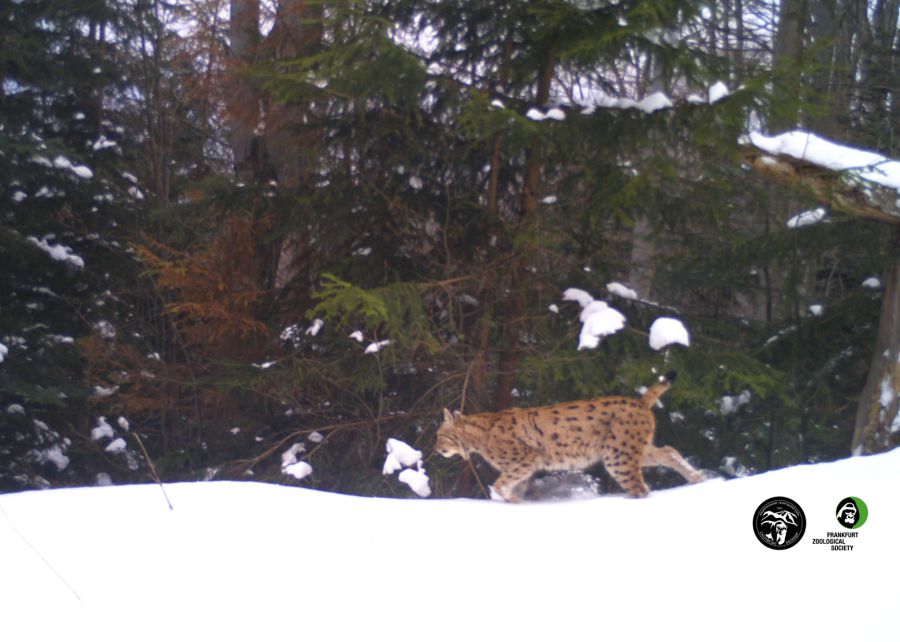 Рись освоїлась на території парку.