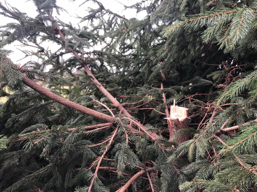 Невідомі знищили ялинки біля ліцею імені Дмитра Бахматюка