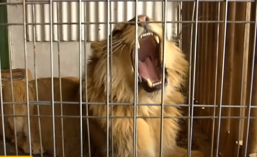 Господар впевнений, що лев загрози людям не несе.