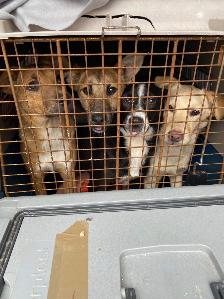 Деякі собаки не могли навіть ходити